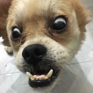 Chọc Chó 4.0