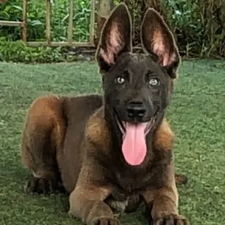 Huấn luyện chó nghe lời bằng thức ăn
