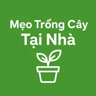 Mẹo Trồng Cây Tại Nhà