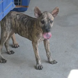 Phu Quoc Dog